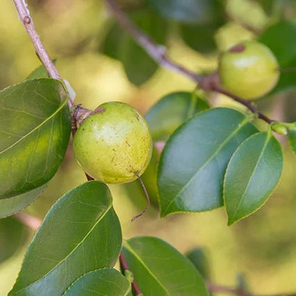 skinb Camellia Oil