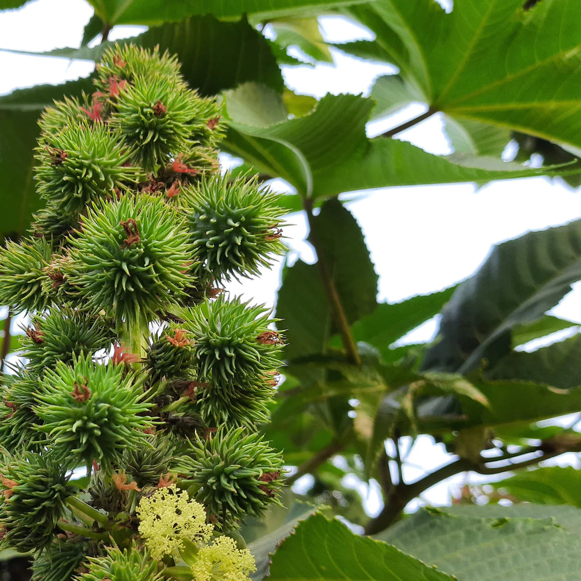 skinb Castor Oil