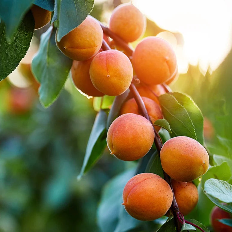 skinb Apricot Kennel Oil