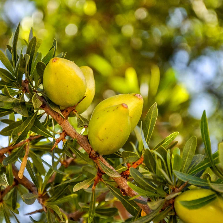 skinb Argan Oil